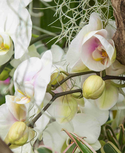 Orchid